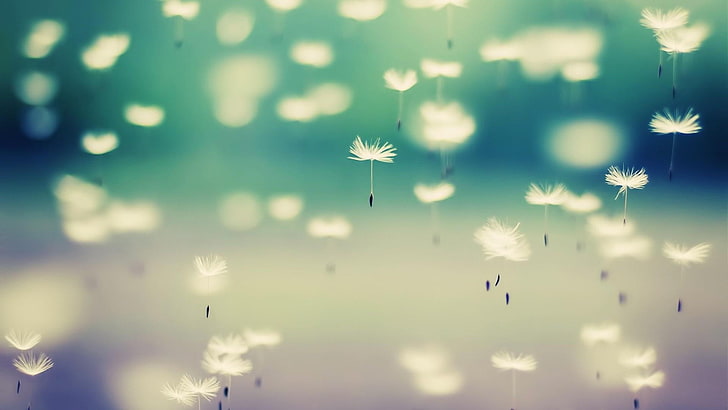 dandelion, seed, flying, sunlight, air, macro photography, calm