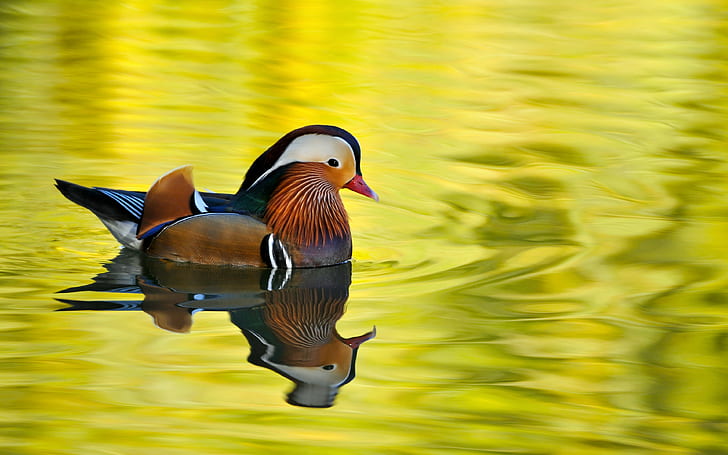 Male Mandarin Duck, brown, black and white duck, Bird, morning, HD wallpaper
