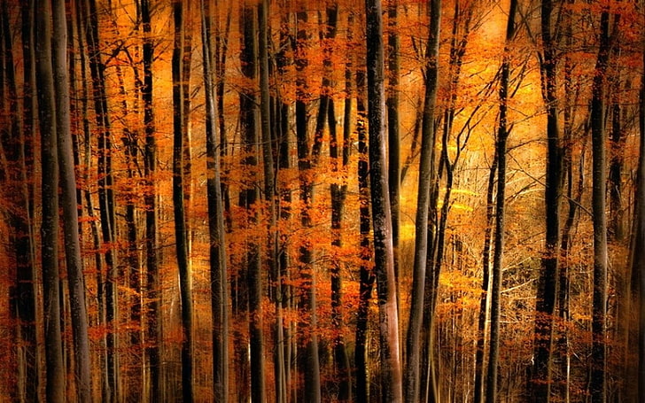 painting of orange leafed trees, nature, landscape, fall, gold