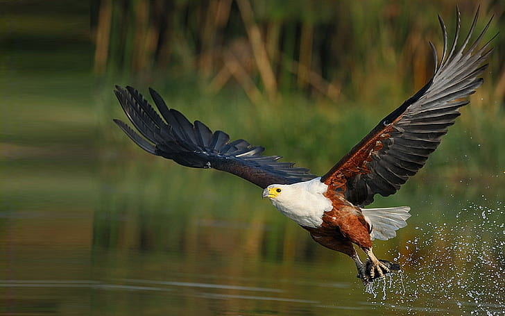 African Fish Eagle Haliaeetus Vocifer It Is The National Bird Of Zimbabwe, Zambia And South Sudan, HD wallpaper