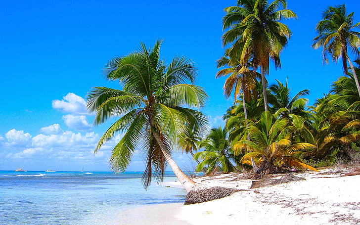 Caribbean shore scenery, sandy beaches, coconut trees, sea