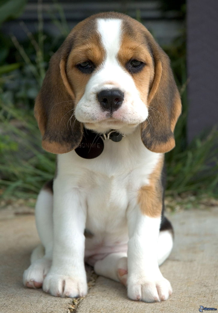 tri-color beagle puppy, dog, one animal, domestic, pets, mammal