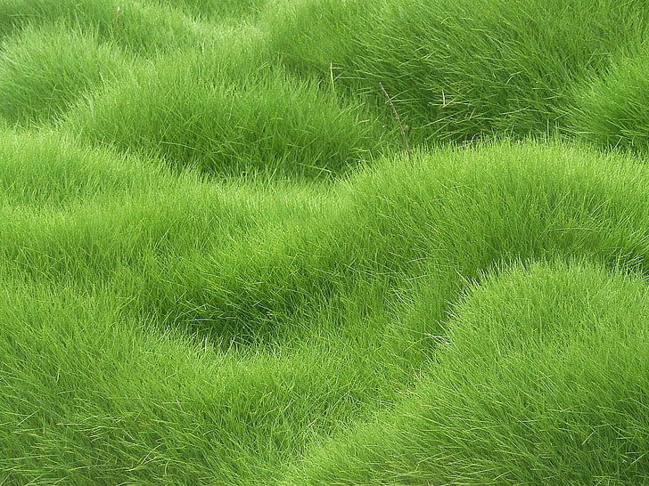 green grass field, texture, nature, backgrounds, green Color, HD wallpaper