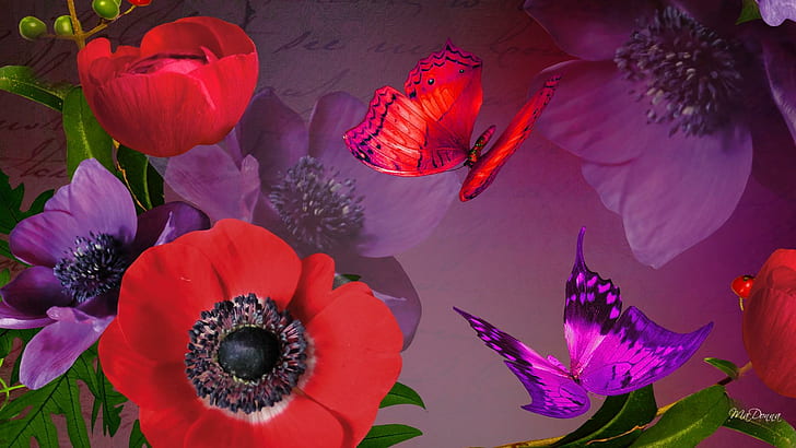 Purple Perfect Poppy, red and purple poppies, fall, papillon, HD wallpaper