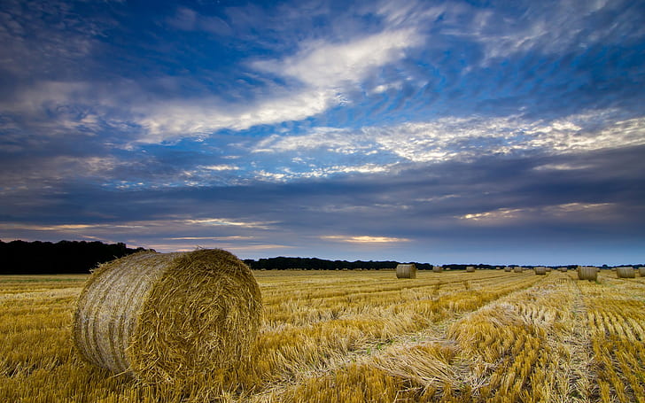 United Kingdom, England, Norfolk, countryside, field, straw, hay, blue sky, brown hay