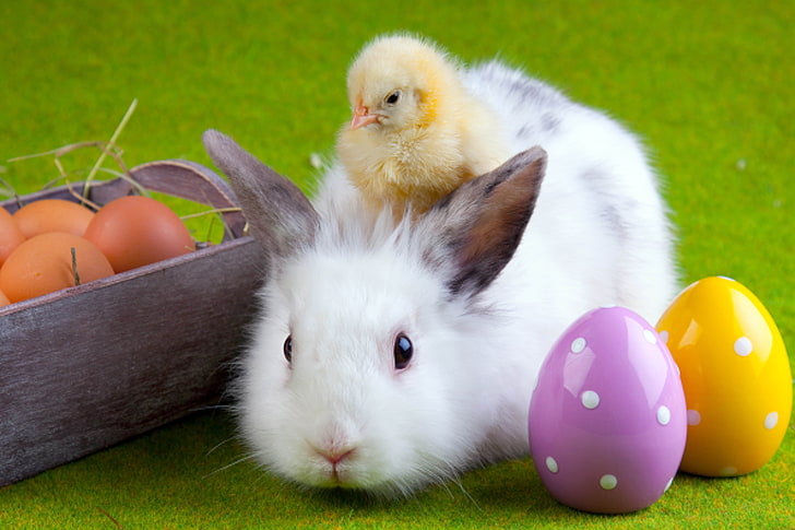 white rabbit, chicken, eggs, easter, friendship, rabbit - Animal, HD wallpaper