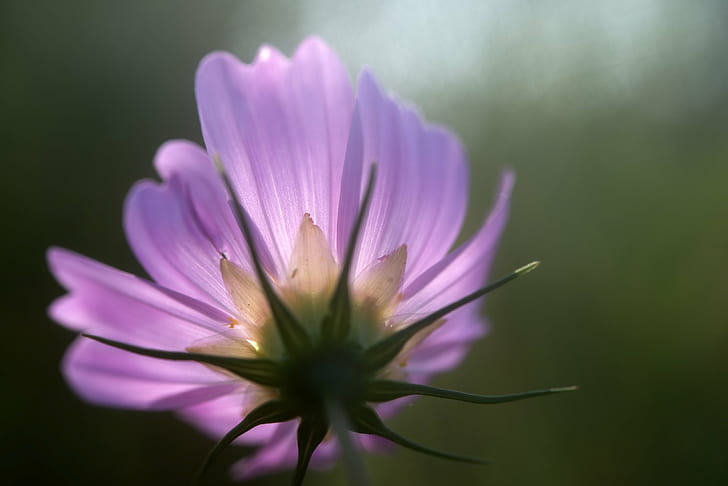 purple flower in close up photography, Light, Nikon D800, nature, HD wallpaper