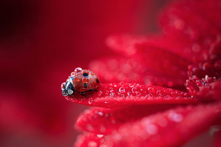 red ladybug, ladybugs, macro, animals, insect, water drops, nature, HD wallpaper