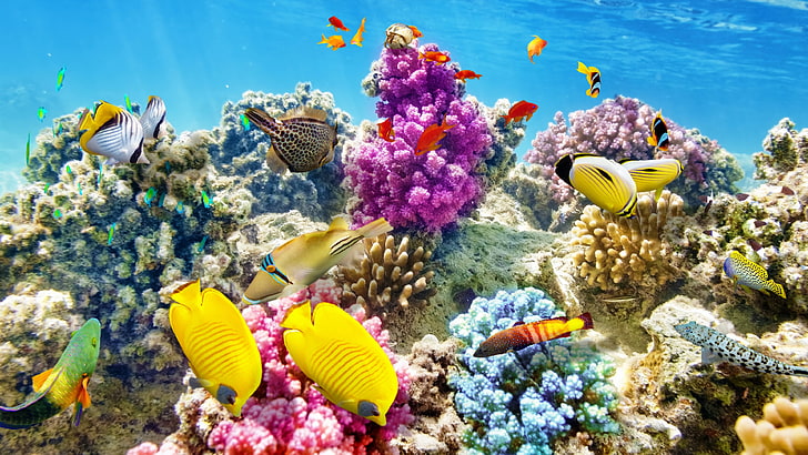 coral reef pictures to colour for children, water, sea, animal wildlife, HD wallpaper