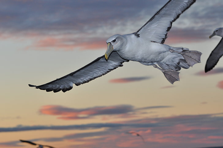 Albatross, bird, birds, Seabird, flying, vertebrate, sky, spread wings