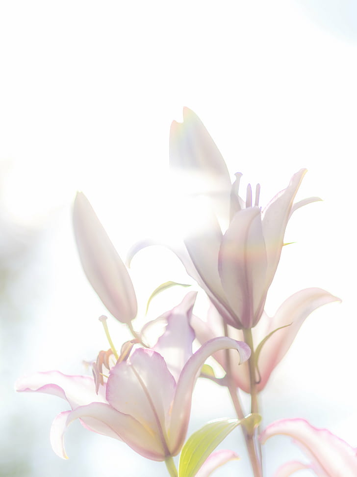 pink and white petaled flower, lily, lily, Oriental, Lily  Flower