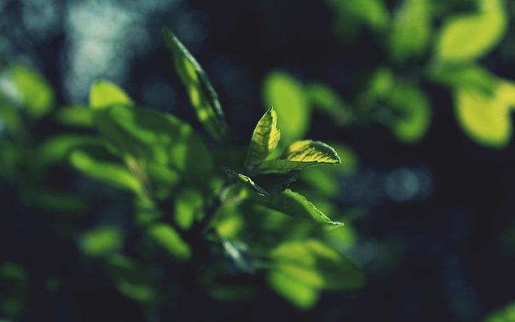 green leafed plant, shallow focus of green leafed plant, plants, HD wallpaper