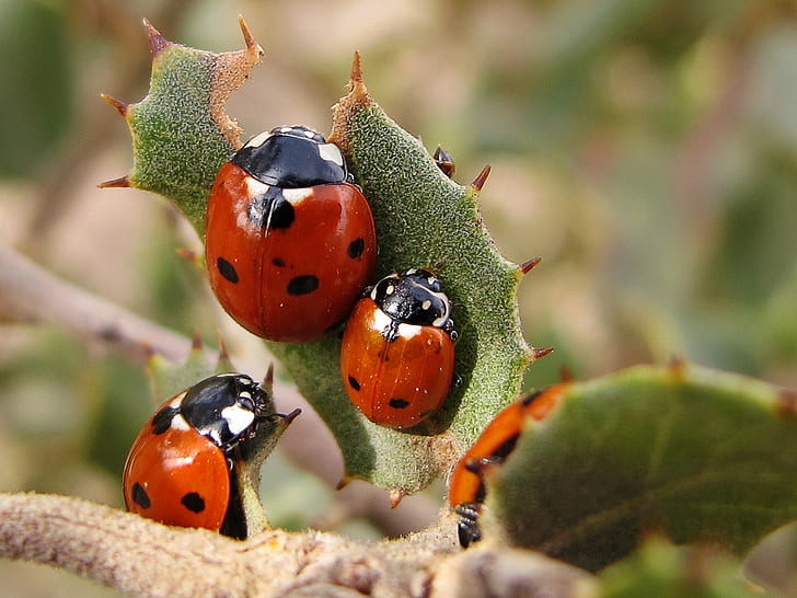 three bugs on green leaf plant, coccinellidae, coccinellidae