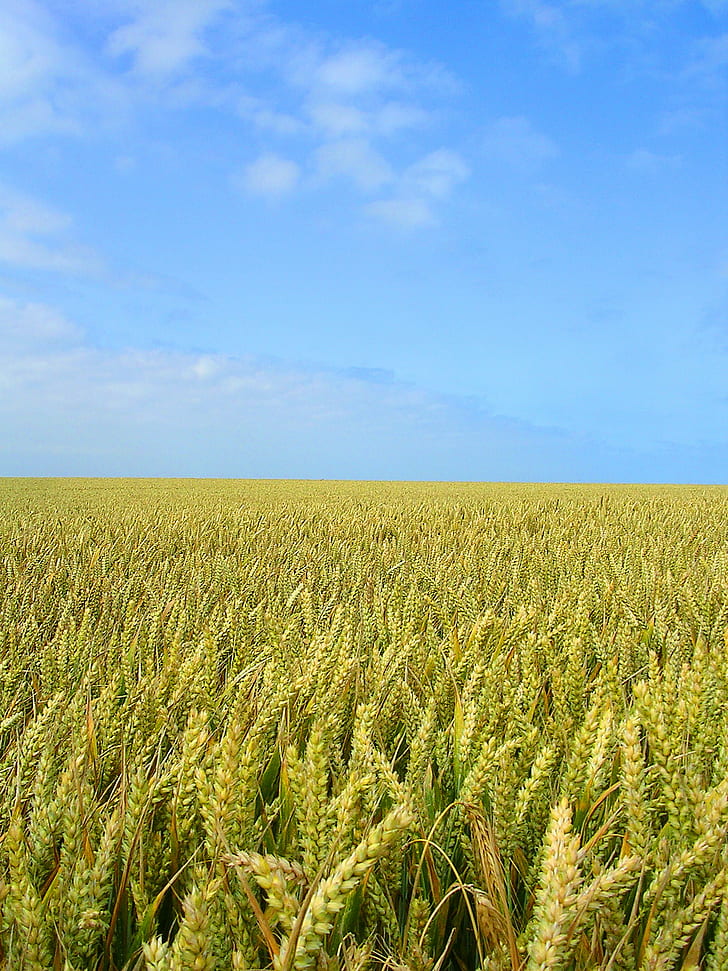 green wheat field photo, normandie, clouds, agriculture, nature, HD wallpaper