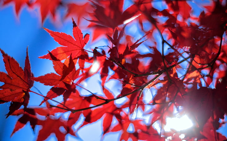 Late Autumn Sunshine, Seasons, Leaves, Japan, Fall, Maple, canon