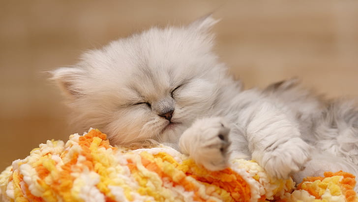 sleep, kitty, British chinchilla, HD wallpaper