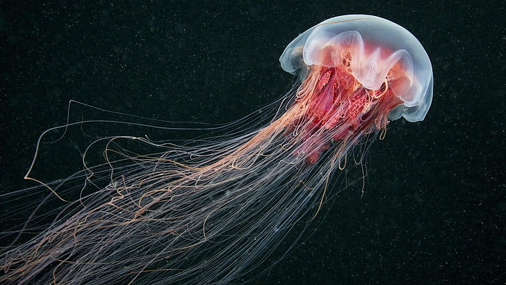 medusa, jellyfish, cnidaria, invertebrate, sea jelly, marine biology, HD wallpaper
