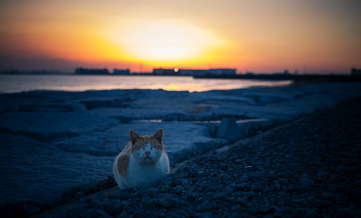 orange cat on gray rocks during golden hour, smile  orange, Olympus, HD wallpaper