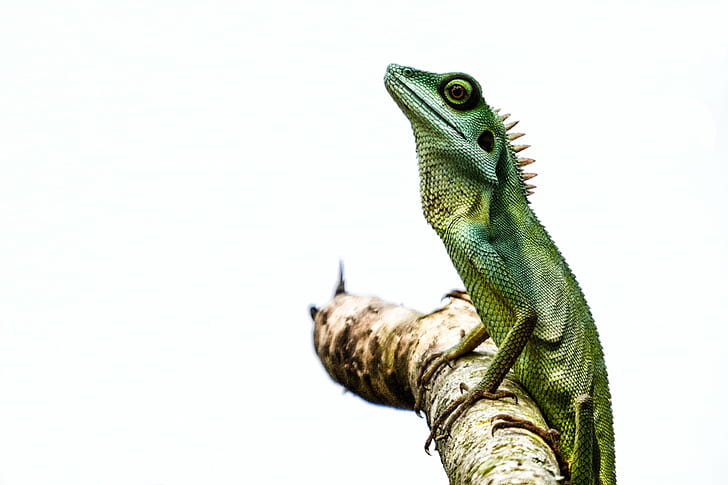 green iguana on branch of tree, green crested lizard, green crested lizard