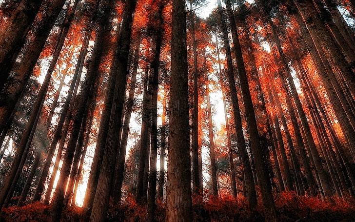 forest trees, nature, landscape, red, sun rays, shrubs, low angle view, HD wallpaper