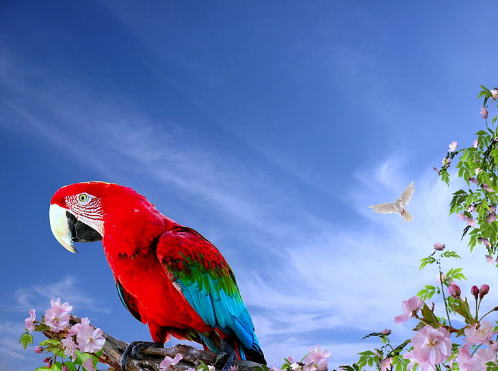 arara, arara vermelha, ave, ave ttropical, bird, blue sky, clouds sky, HD wallpaper