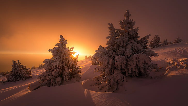 Winter trees sun light, snow, the sun, nature, ate, HD wallpaper