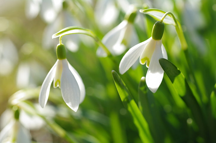 yellow snowdrop flowers, macro, spring, snowdrops, plant, beauty in nature
