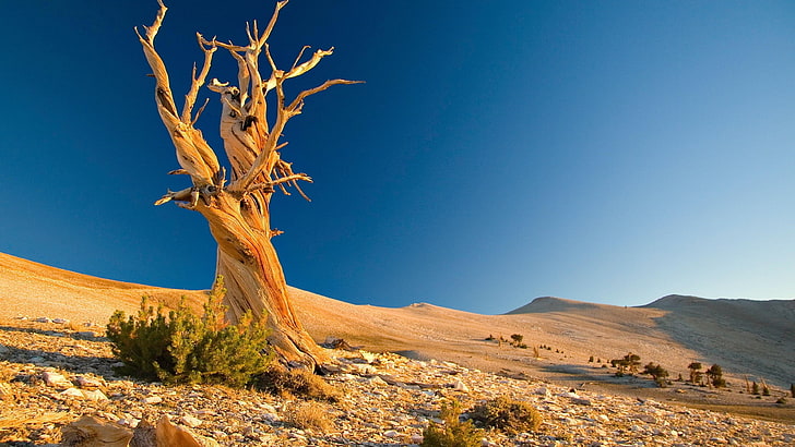 sky, lonely tree, wilderness, lone tree, desert, sand, landscape, HD wallpaper