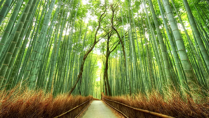 fence, path, trees, bamboo, Japan, Kyoto, forest, nature, landscape, HD wallpaper