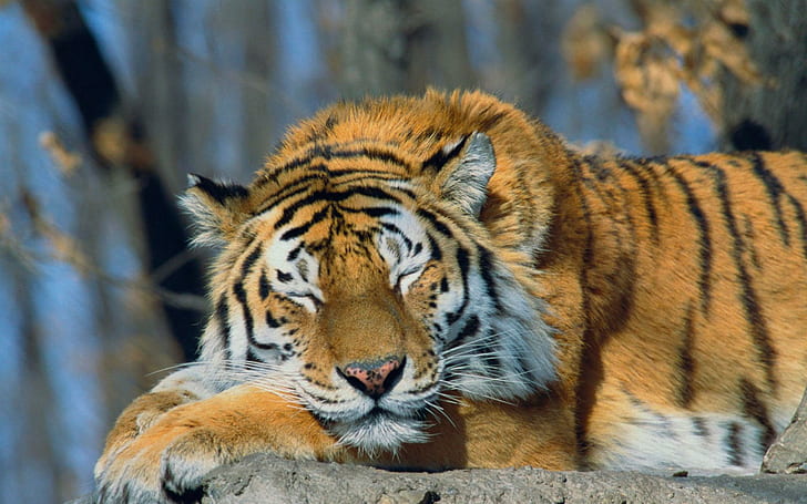 Sleeping Siberian Tiger, cats, animals, russia, beautiful