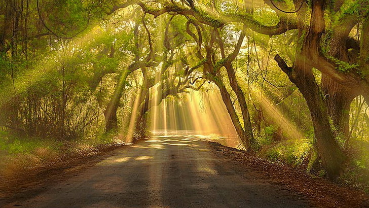 nature, forest, woodland, rays, tree, leaf, path, sunlight, HD wallpaper