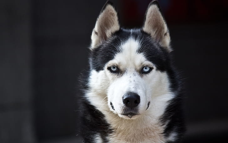 Husky dog, blue eyes, white black