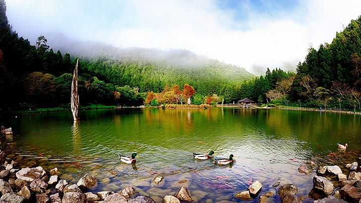 Mountain Lake Stones Wild Ducks Dense Green Pine Forest Wallpaper Hd For Desktop Full Screen 1080p