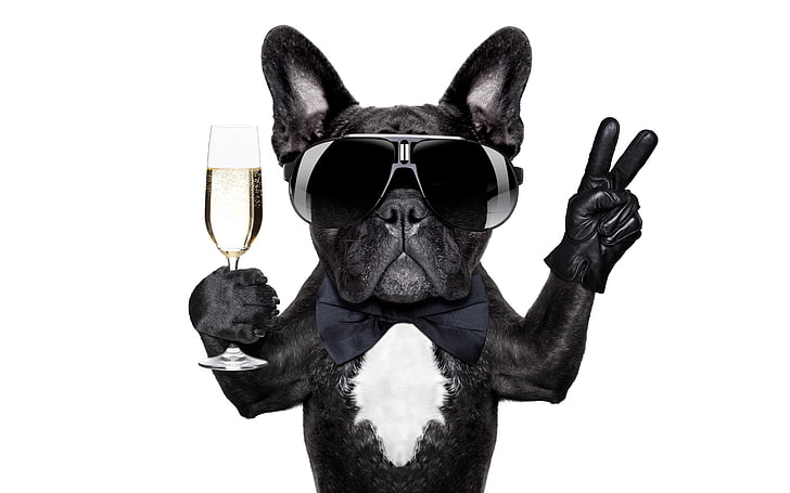 black French bulldog meme, butterfly, glass, humor, glasses, white background HD wallpaper