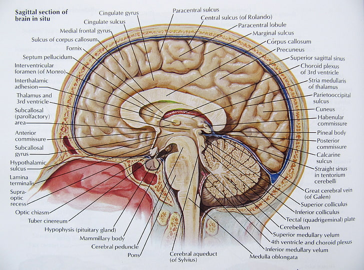 Anatomy, brain, head, Medical, poster, skull, paper, no people