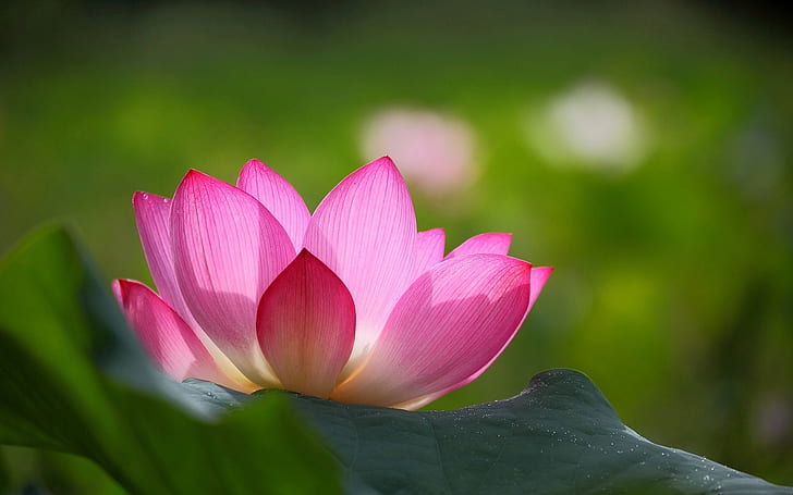 Pink lotus flower, green leaves, blur background, pink lotus