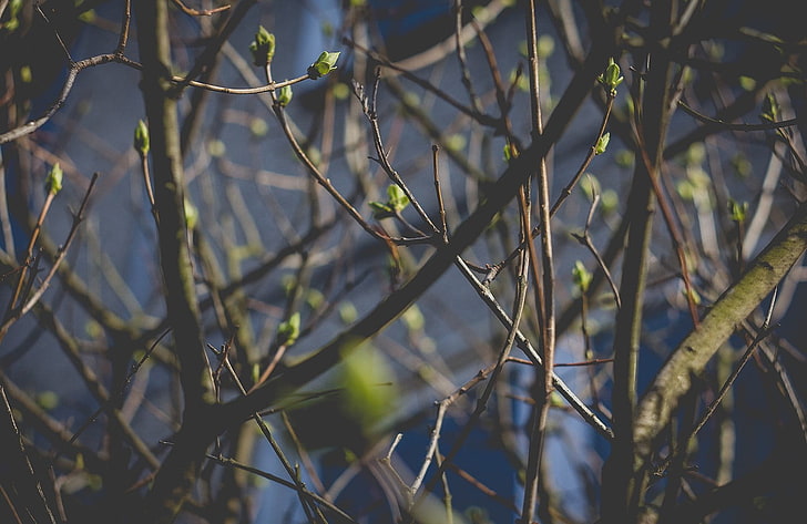 green tree, spring, Latvia, Riga, nature, plants, twigs, vignette, HD wallpaper