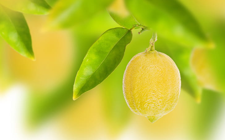 Fruit, yellow lemon, leaves, bokeh