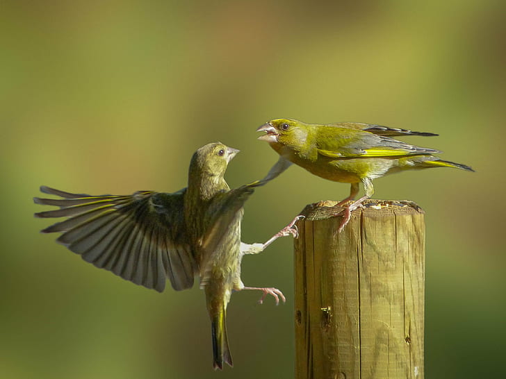 two European Greenfinch, birds, action, hang on, fingernails, HD wallpaper