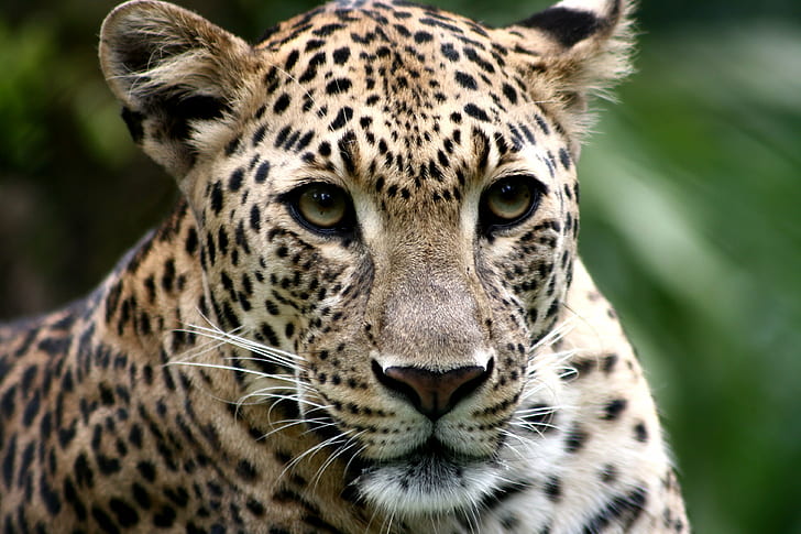 closeup photo of leopard, leopard, animals, wildlife, nature, HD wallpaper