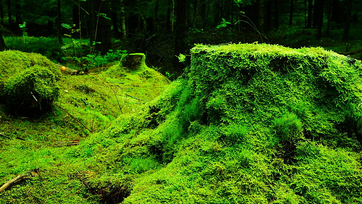 green grass, nature, moss, plants, forest, trees, leaves, wood