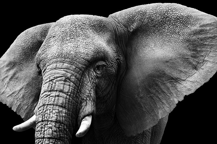 Africa elephants, grey elephant #animals elephant tusks #elephants  #savannah #Africa #1080P #wallpaper #hdwallpaper #desktop | Elephants  photos, Elephant, Animals