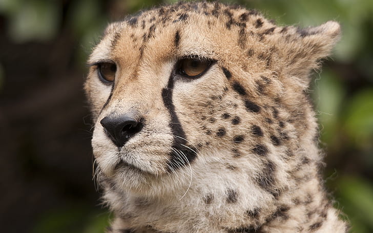 Cheetah, whiskers, eyes, face, HD wallpaper