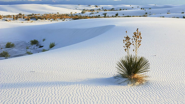 White Sands, New Mexico, desert oasis, nature, 1920x1080, HD wallpaper