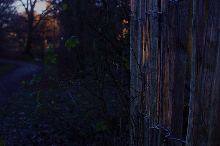 fence, evening, nature, leaves, plant, tree, wood - material, HD wallpaper