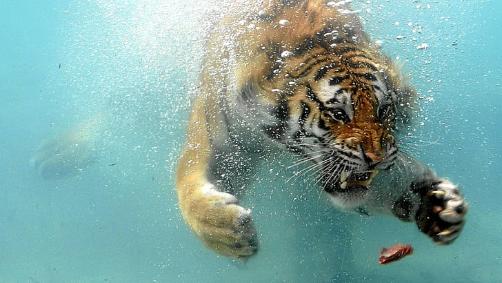 animals, nature, tiger, underwater, bubbles, meat