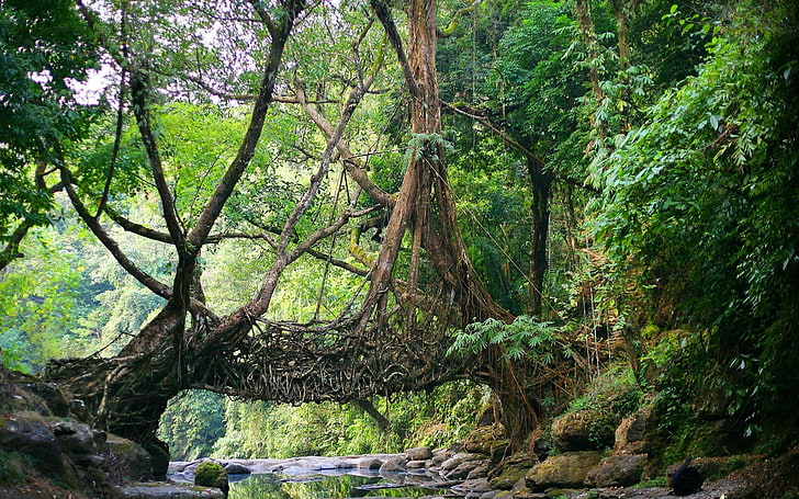 nature india bridge river jungles roots trees meghalaya north east india shillong root natural engineering