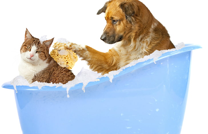 blue plastic bathtub, dog, bathing, cat, sponge, foam, funny