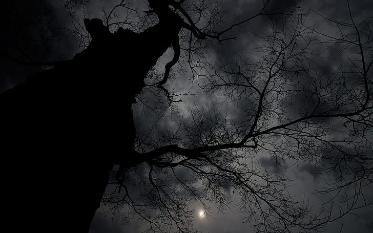 night, dark, clouds, Moon, branch, trees