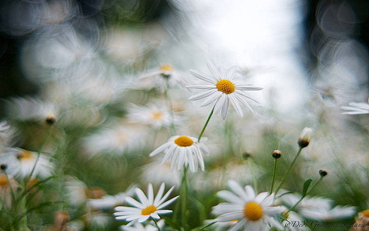 Flowers Daisies White Dancing Light Hd Wallpapers For Mobile Phones And Laptops, HD wallpaper